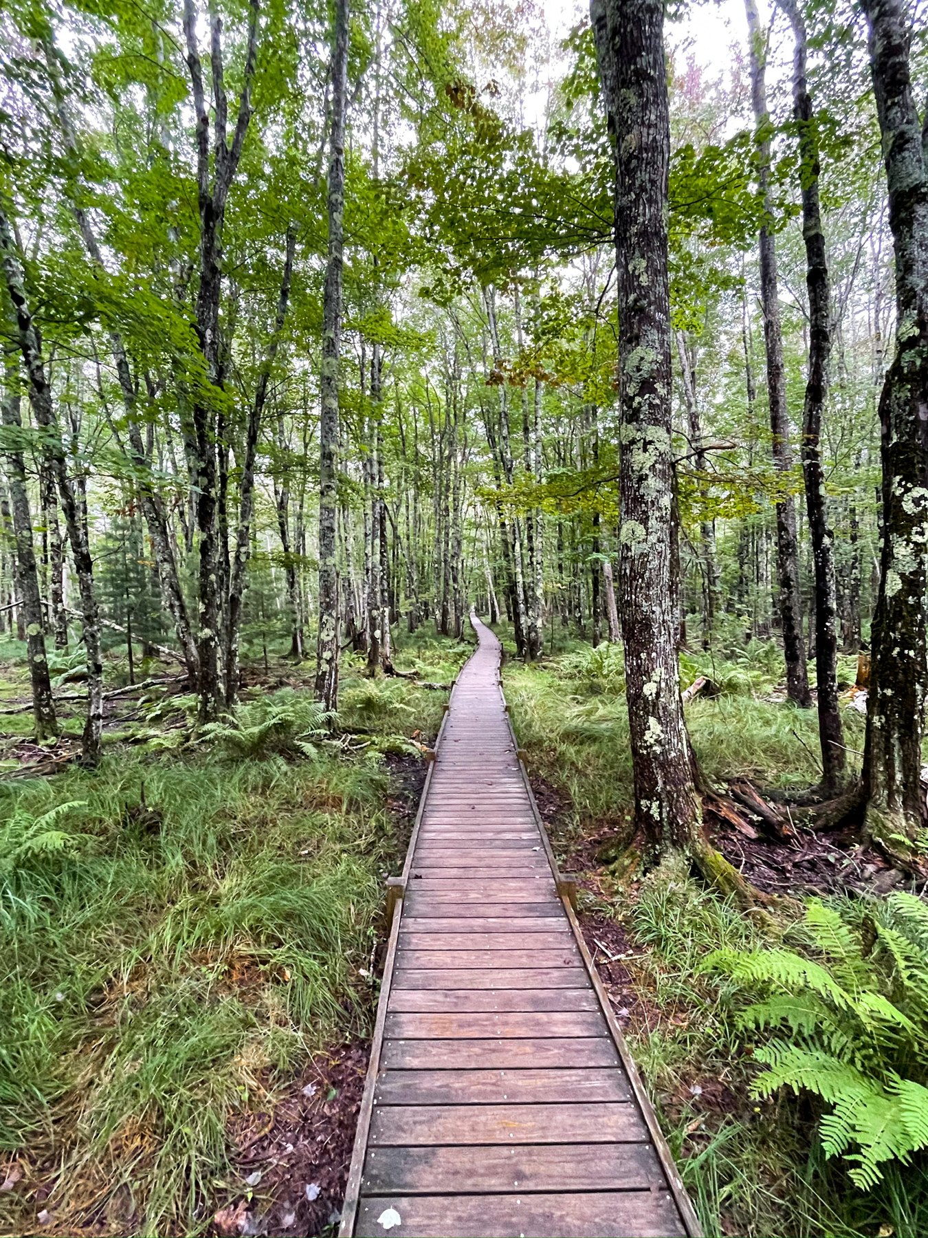 A narrow boardwalk winding through the forest